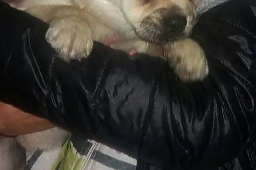 Suczka w typie mopsa,  małopolskie Tarnów