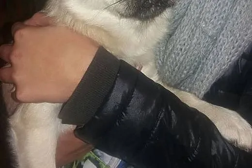 Suczka w typie mopsa,  małopolskie Tarnów
