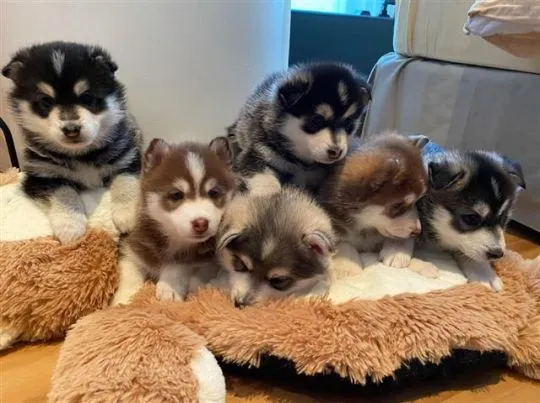 szczenieta husky Husky Szczenieta Siberian Husky......