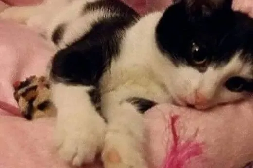 Kociak Miki kochany nieśmiały kocurek szuka domu! 