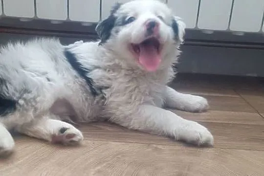 Border collie pies, Wielkopolskie, Stankowo