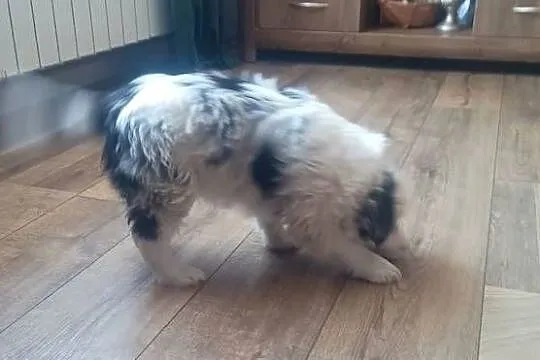 Border collie pies, Wielkopolskie, Stankowo