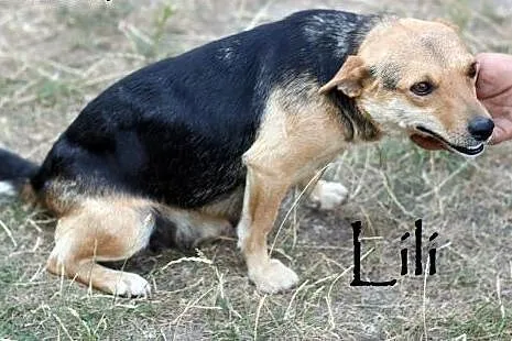 Cudne sunie do adopcji,  mazowieckie Warszawa