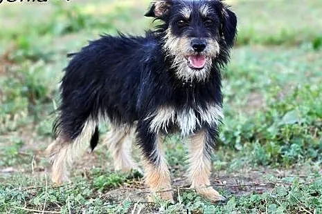 Cudne sunie do adopcji,  mazowieckie Warszawa