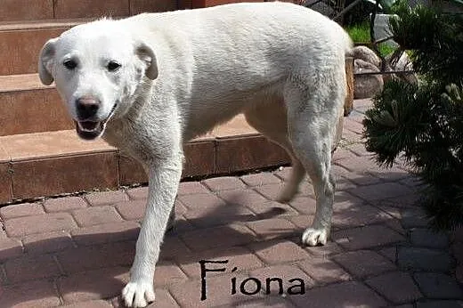 Cudne sunie do adopcji,  mazowieckie Warszawa