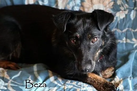 Cudne sunie do adopcji,  mazowieckie Warszawa