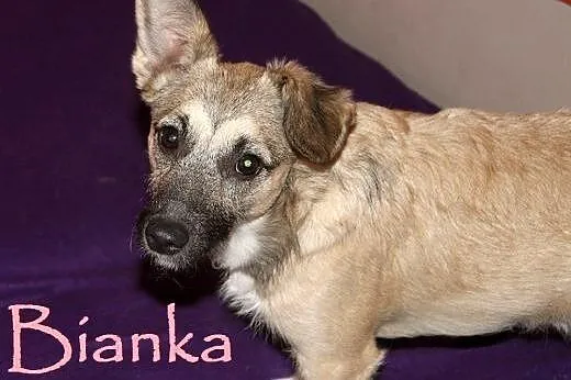 Cudne sunie do adopcji,  mazowieckie Warszawa