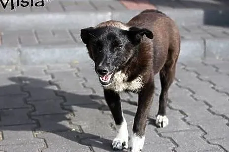 Cudne sunie do adopcji,  mazowieckie Warszawa