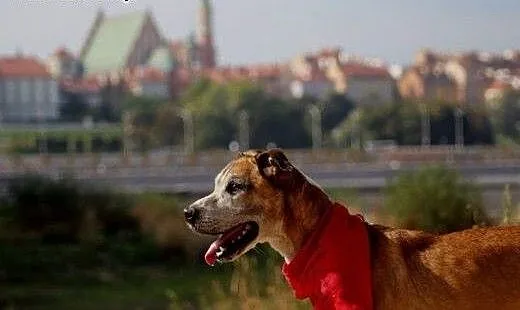 Przecinek - od 6 lat mieszka w schronisku, mazowi