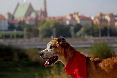 Przecinek - od 6 lat mieszka w schronisku, mazowieckie Warszawa