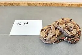 Młode boa cesarskie cb26