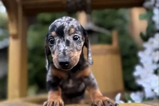Cudowny! Piesek jamnik miniaturowy blue merle z rodowodem, Śląskie, Katowice