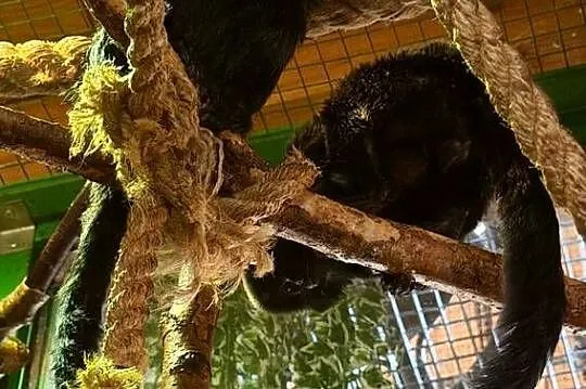 małpki Miko czarny (Callimico goeldii), Dolnośląskie, Stanięcice