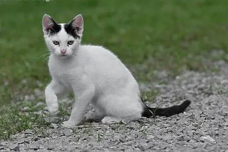 Dwie kociczki 2-3 miesieczne,adopcja!!,  świętokrz