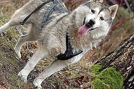 Belfer - duży, puchaty psiak w typie husky szuka domu na stałe,  kujawsko-pomorskie Toruń