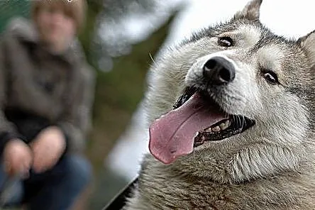 Belfer - duży, puchaty psiak w typie husky szuka d