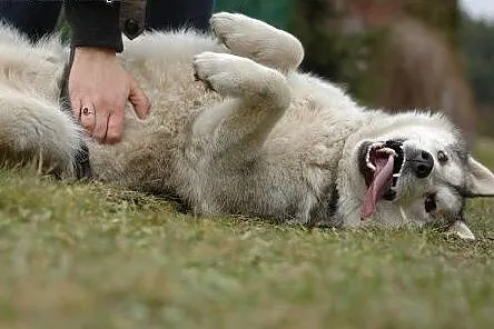 Belfer - duży, puchaty psiak w typie husky szuka d