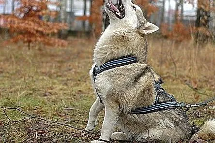 Belfer - duży, puchaty psiak w typie husky szuka d