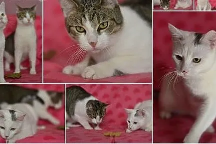 Bambi i Dodżo pilnie szukają domu!!,  śląskie Gliw