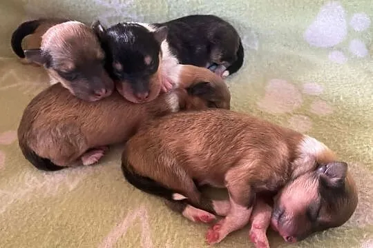 Szczenięta Owczarek szkocki długowłosy Collie ZKwP/FCI, Mazowieckie, Połazie Świętochowskie