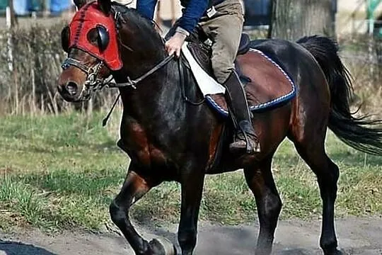 Ogier arabski 5 lat, Radzanów