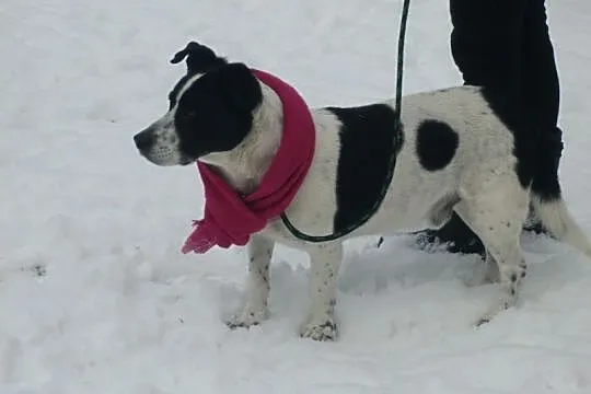 PIMPUŚ - 5 letni przytulak szuka domu