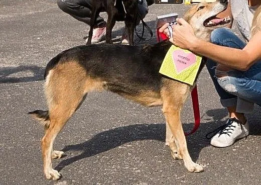 Neska i Saba: wiek 6 - 7 lat, suczki, śląskie Gli