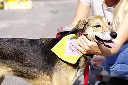 Neska i Saba: wiek 6 - 7 lat, suczki,  śląskie Gli