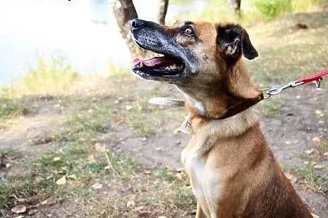 Neska i Saba: wiek 6 - 7 lat, suczki,  śląskie Gli