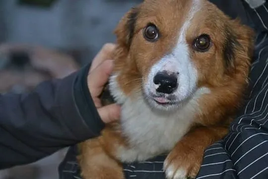 Lucky-malutki psiak uratowany przed okrutną śmierc, Łódź