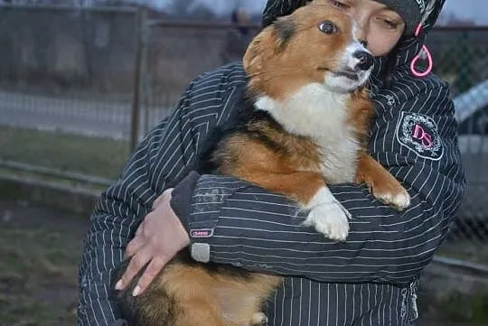 Lucky-malutki psiak uratowany przed okrutną śmierc, Łódź