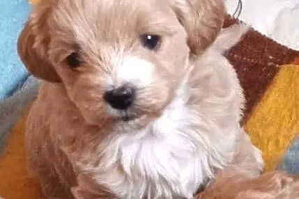 Sprzedam pieski rasy maltipoo z czipem, zaszczepione