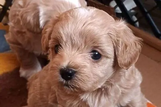 Sprzedam pieski rasy maltipoo z czipem, zaszczepione, Małopolskie, Andrychów