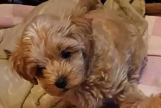 Sprzedam pieski rasy maltipoo z czipem, zaszczepione, Małopolskie, Andrychów