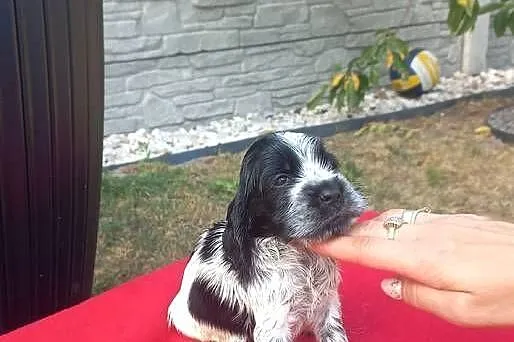 Cocker Spaniel Angielski Suczka