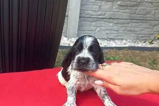 Cocker Spaniel Angielski Suczka, Wielkopolskie, Jutrosin