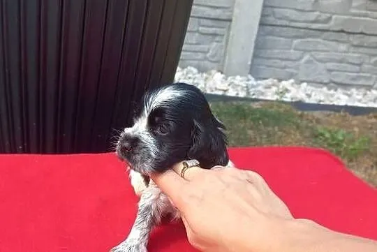 Cocker Spaniel Angielski Suczka, Wielkopolskie, Jutrosin