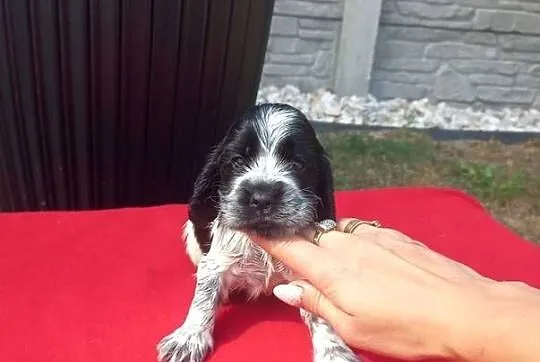 Cocker Spaniel Angielski Suczka, Wielkopolskie, Jutrosin