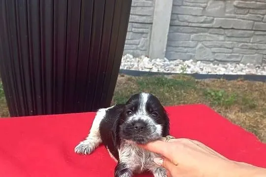 Cocker Spaniel Angielski Suczka, Wielkopolskie, Jutrosin
