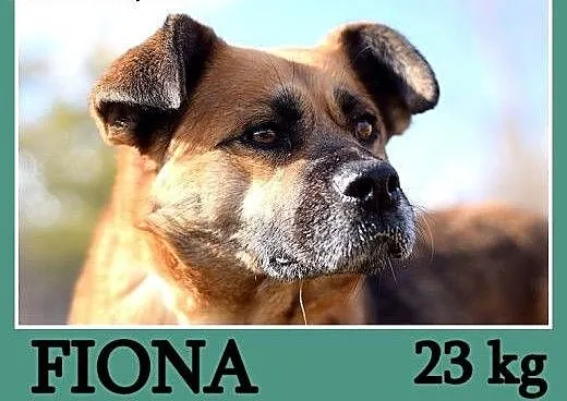 Średnia 23 kg, łagodna, spokojna, kontaktowa suczk