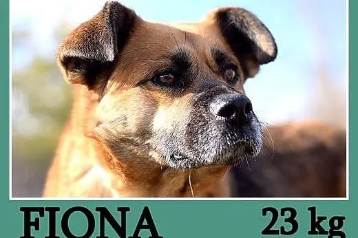 Średnia 23 kg, łagodna, spokojna, kontaktowa suczk