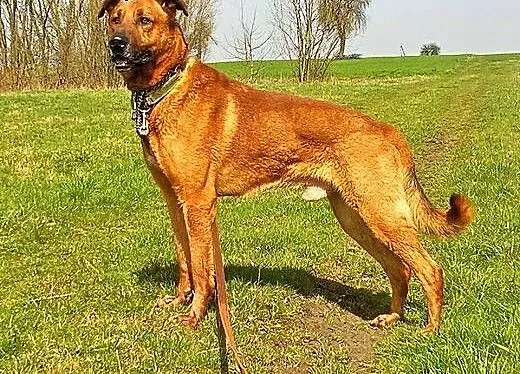 KORIN - kawał fajnego psa, co wielką radość w sobi