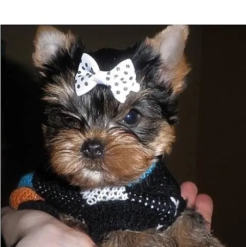 Yorki yoreczki