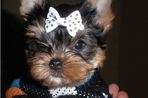 Yorki yoreczki
