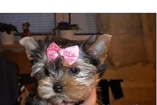 Yorki yoreczki