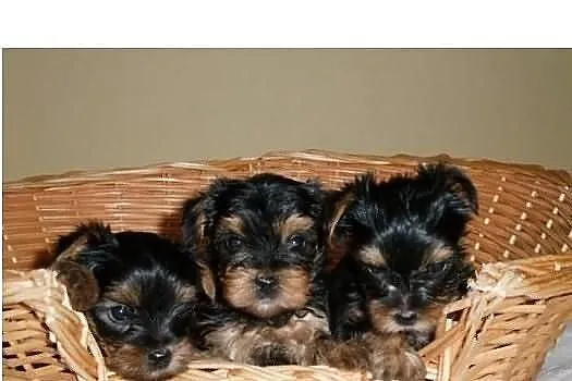 Yorki yoreczki
