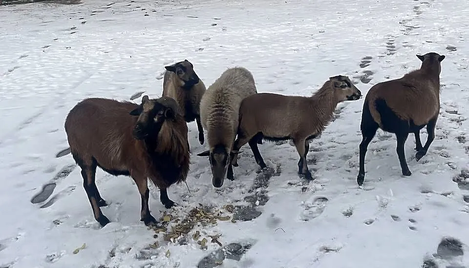 Sprzedam, Lubelskie, Kąkolewnica Północna