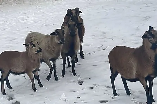 Sprzedam, Lubelskie, Kąkolewnica Północna