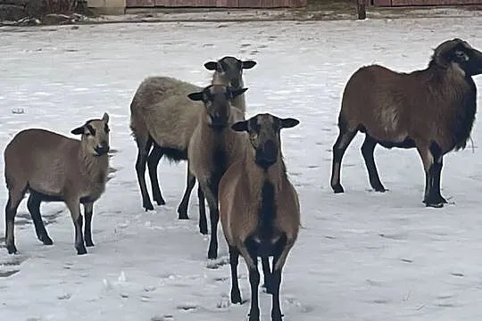 Sprzedam, Lubelskie, Kąkolewnica Północna