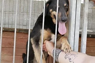 Uratuj psa z Azorka, adoptuj Rambo,  mazowieckie W, Warszawa